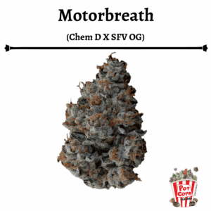 POTCORN – MOTOBREATH FOTOPERIODICA X 4 SEMILLAS