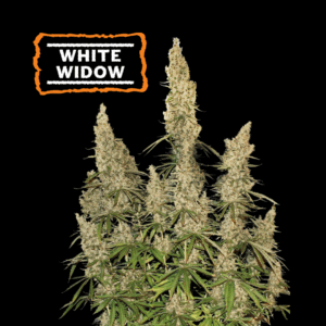 SeedStocker White Widow ×3 - Semillas Autoflorecientes