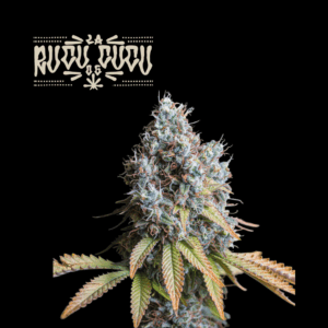 SeedStockers Rucu Cucu OG ×3 – Semillas Fotoperiódicas (Sativa Energética Premium)