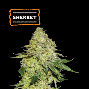 SEEDSTOCKERS – SHERBET X3 SEMILLAS FOTOPERIODICAS