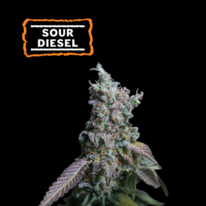 SeedStocker Sour Diesel ×3 - Semillas Autoflorecientes