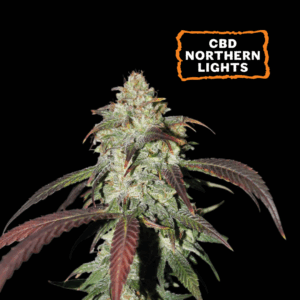 SEEDSTOCKERS – CBD NORTHERN LIGHTS X3 SEMILLAS FOTOPERIODICAS