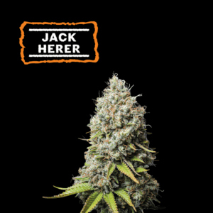 SeedStockers Jack Herer x3 Semillas Fotoperiodicas (Sativa clásica)