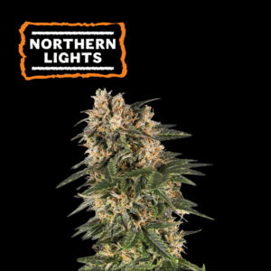 SeedStockers Northern Lights x 3 Semillas  Autoflorecientes (Indica)