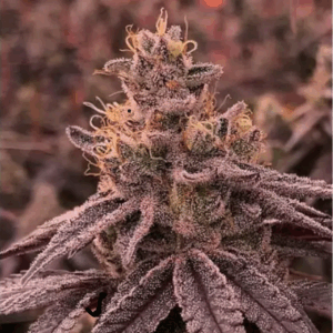 R-Kiem Seeds Dullbutter Fotoperiodica - Semillas Feminizadas (Índica dominancia)