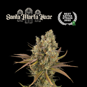 SeedStockers Santa Marta Haze x3  Semillas Autoflorecientes (Sativa‑Potente)