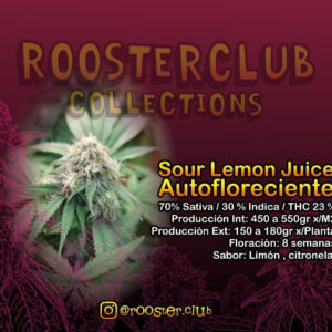 ROOSTER – SOUR LEMON JUICE X 4 SEMILLAS AUTOMATICAS