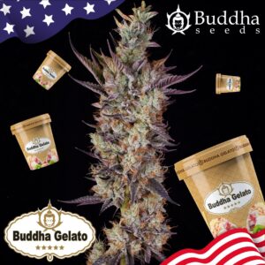 BUDDHA - GELATO X 3 SEMILLAS FOTOPERIODICAS