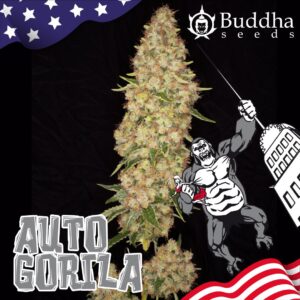 BUDDHA - GORILA AUTOMATICA X 3 SEMILLAS