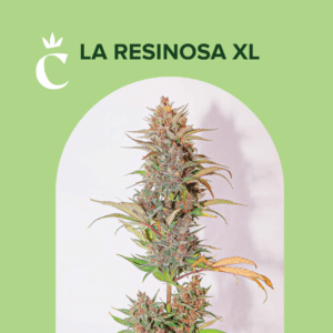 CHITA - LA RESINOSA XL - 5 SEMILLAS AUTOMATICAS