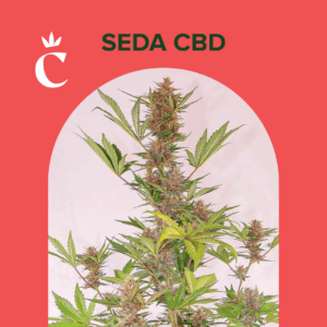 CHITA - SEDA CBD - 5 SEMILLAS AUTOMATICAS