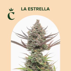 CHITA - LA ESTRELLADA - 5 SEMILLAS AUTOMATICAS