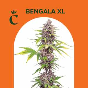 CHITA - BENGALA XL - 5 SEMILLAS AUTOMATICAS