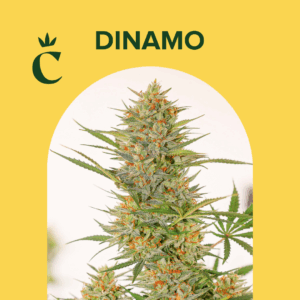 CHITA - DINAMO - 5 SEMILLAS AUTOMATICAS