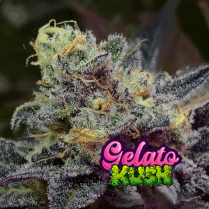 KAME SEEDS - GELATO KUSH  X 3 SEMILLAS FOTOPERIODICAS