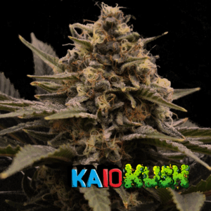 KAME SEEDS - KAIOKUSH  X 3 SEMILLAS FOTOPERIODICAS