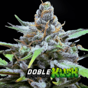 KAME SEEDS - DOBLE KUSH  X 3 SEMILLAS FOTOPERIODICAS