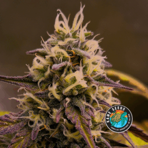 KAME SEEDS -EDICIÓN LIMITADA #4  X4 SEMILLAS AUTOMATICAS