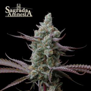SeedStockers Sagrada Amnesia Semillas Fotoperiodica (Sativa Dominante)