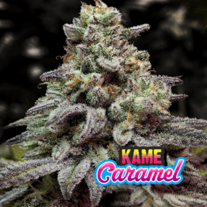 KAME SEEDS - KAME CARAMEL  X 3 SEMILLAS FOTOPERIODICAS