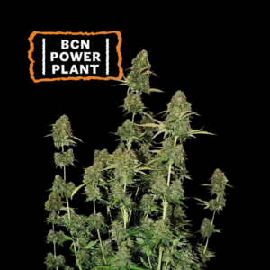 SeedStockers BCN Power Plant X 3 Semillas Autoflorecientes (Sativa-Dominante)