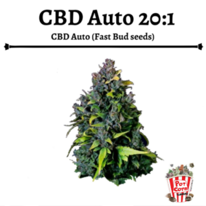 POTCORN - CBD 20:1 AUTOMATICA X 4 SEMILLAS