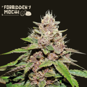 Seedstockers Forbidden Mochi Auto x 3 Semillas Automaticas