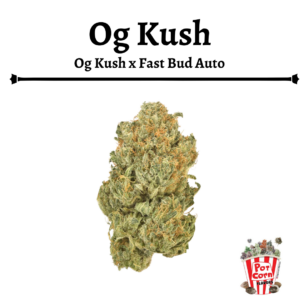 POTCORN - OG KUSH AUTOMATICA X 4 SEMILLAS