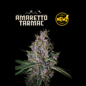 SeedStockers Amaretto Tarmac x 3 Semillas  Autoflorecientes (Sativa-Dominante)