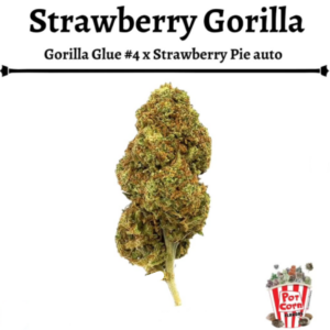 POTCORN - STRAWBERRY GORILLA AUTOMATICA X 4 SEMILLAS