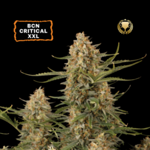 Seedstockers BCN Critical XXL x 3 Semillas Fotoperiodicas