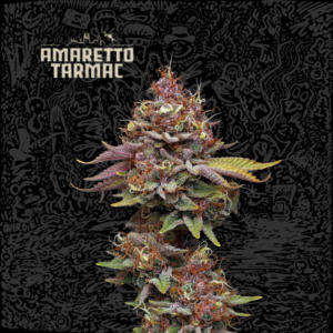 SeedStocker Amaretto Tarmac x3 Semillas Fotoperiodicas