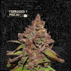 SeedStocker Forbidden Mochi Fast ×3+2 Semillas Fotoperiodicas