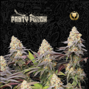 SeedStocker Panty Punch ×3 Semillas Fotoperiodicas