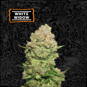 SeedStocker White Widow ×3 Semillas Fotoperiodicas