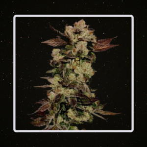 Heaven's Fruit - Poison x 4 Semillas Fotoperiodicas