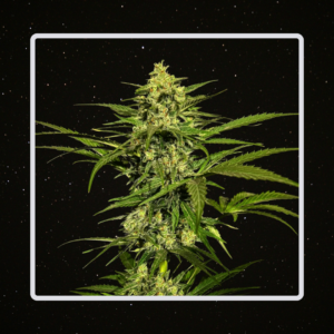 Heaven's Fruit - Criminal x 4 Semillas Automaticas