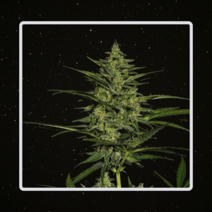 Heaven's Fruit - Doble Tangie x 4 Semillas Automaticas