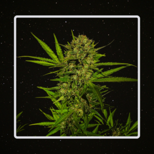Heaven's Fruit - Little Dwarf x 4 Semillas Automaticas