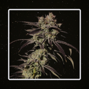 Heaven's Fruit - Frozen Cream x 4 Semillas Fotoperiodicas