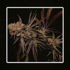 Heaven's Fruit - Strawberry Acid x 4 Semillas Fotoperiodicas