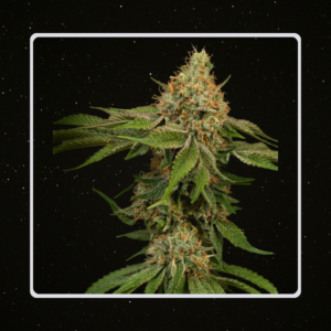 Heaven's Fruit - Mandarino XXL x 4 Semillas Automaticas