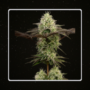 Heaven's Fruit - Purple Oktopus x 4 Semillas Automaticas